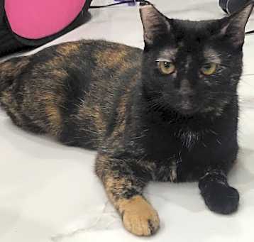 Photo of Stella