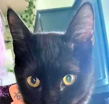 Photo of QT aka Raven