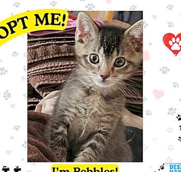 Photo of Pebbles