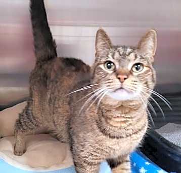 Photo of Tabbytha