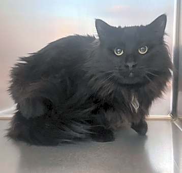 Photo of Baloo