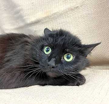 Photo of Midnight Beauty