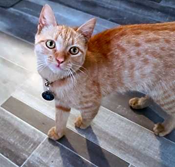 Photo of Suzume
