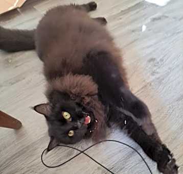 Photo of Banshee