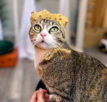 Photo of Maple Mama Cat Marsh