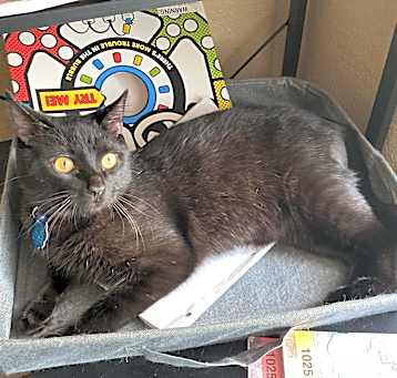 Photo of Smokey
