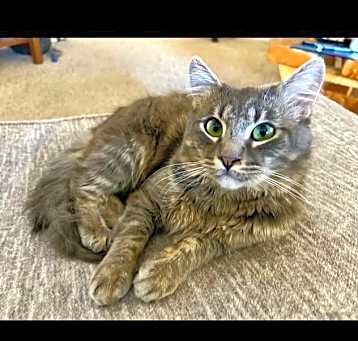 Photo of Jankie