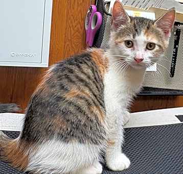 Photo of Pippy