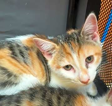 Photo of Minnie