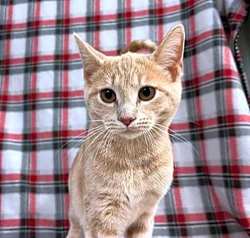 Photo of Lumine