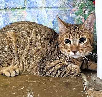 Photo of Biscotti
