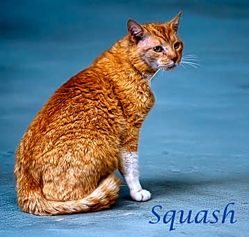 Photo of Squash C25-098