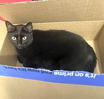 Photo of Remy