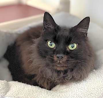 Photo of Sassy