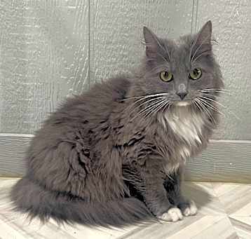 Photo of Piper