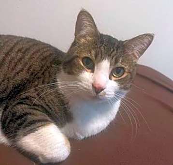 Photo of Odie