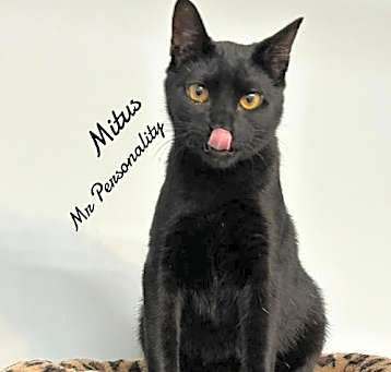 Photo of Mitus