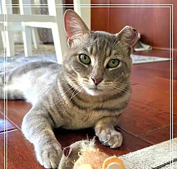 Photo of Barron