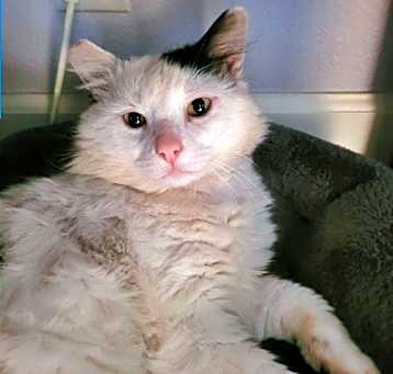 Photo of TOMCAT - Offered by Owner - In/outside