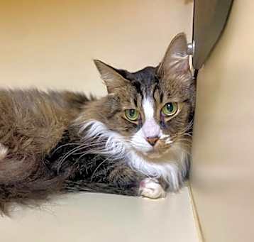 Photo of Romeo~24/25-0325