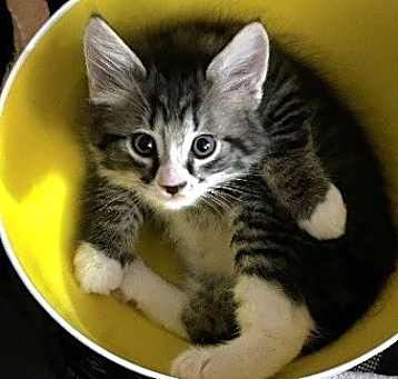 Photo of Rockie
