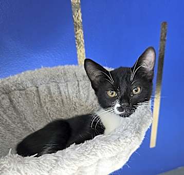 Photo of Atlas