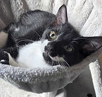 Photo of Brutus