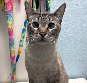 Photo of Bluebell