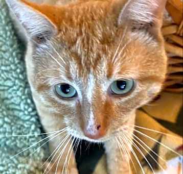 Photo of Goose