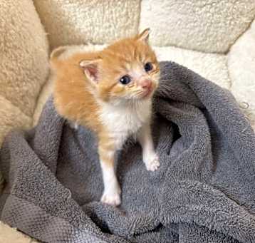 Photo of Cheddar