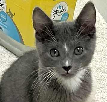 Photo of Milo