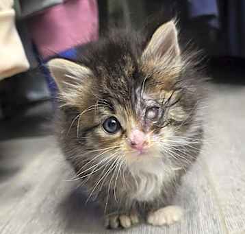 Photo of Twix