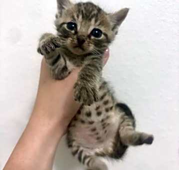 Photo of Milo