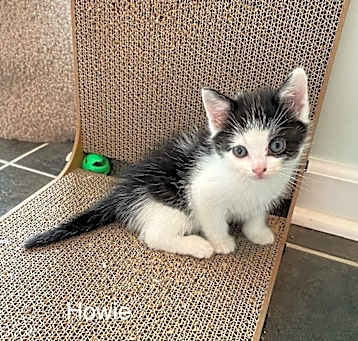 Photo of Howie