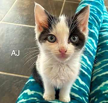Photo of AJ