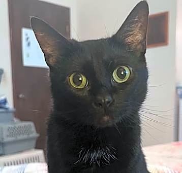 Photo of Sheba