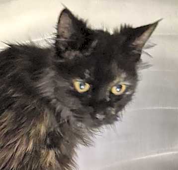 Photo of *DUTCHESS