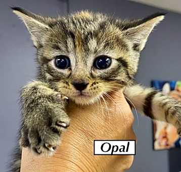 Photo of CAT - Opal