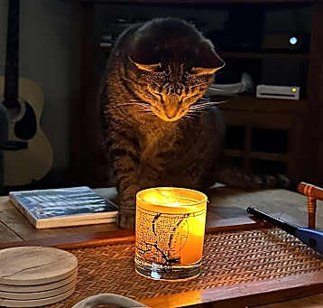 Photo of Josie Pussycat