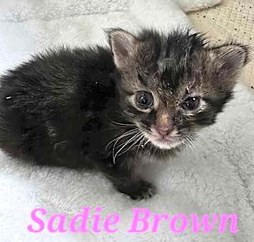 Photo of Sadie Brown