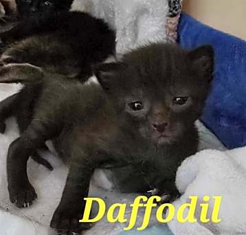 Photo of Daffodil