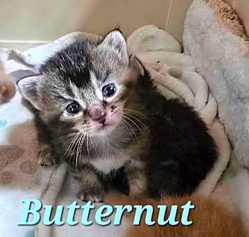 Photo of Butternut
