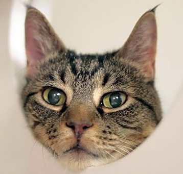 Photo of Cupid