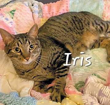 Photo of Iris #king-of-cozy