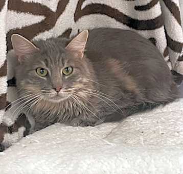 Photo of Cleo