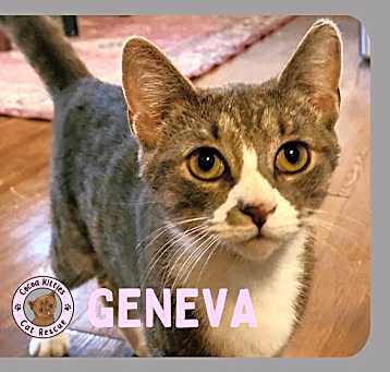 Photo of Geneva