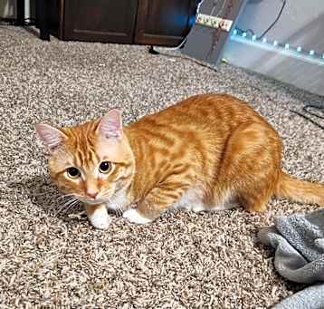 Photo of Milo