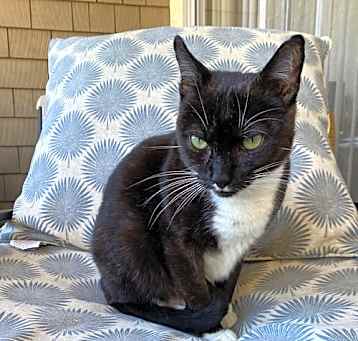 Photo of Pistachio