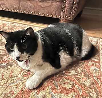 Photo of Xena