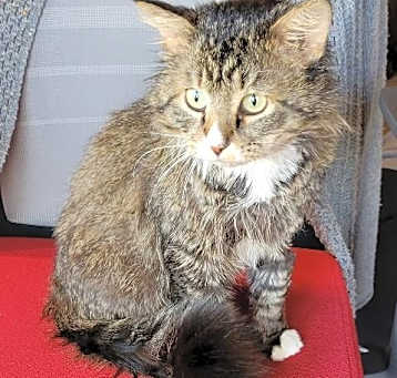Photo of Boots 